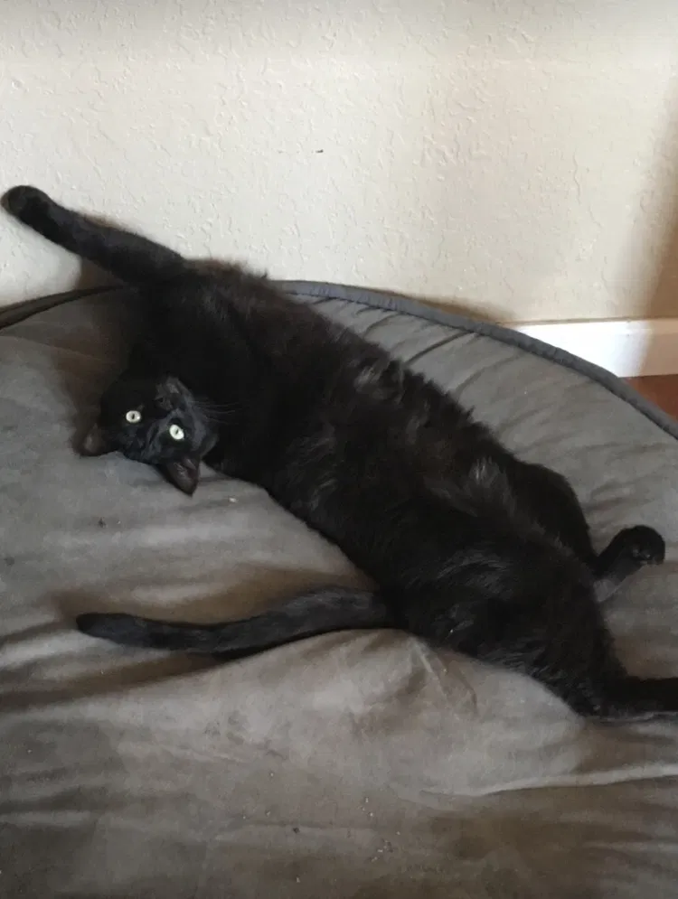 Lost cat in Stockton, CA, 95215
