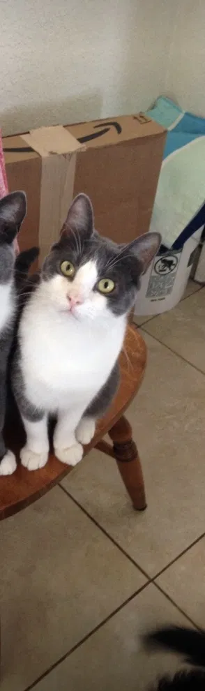 Lost cat in Stockton, CA, 95215