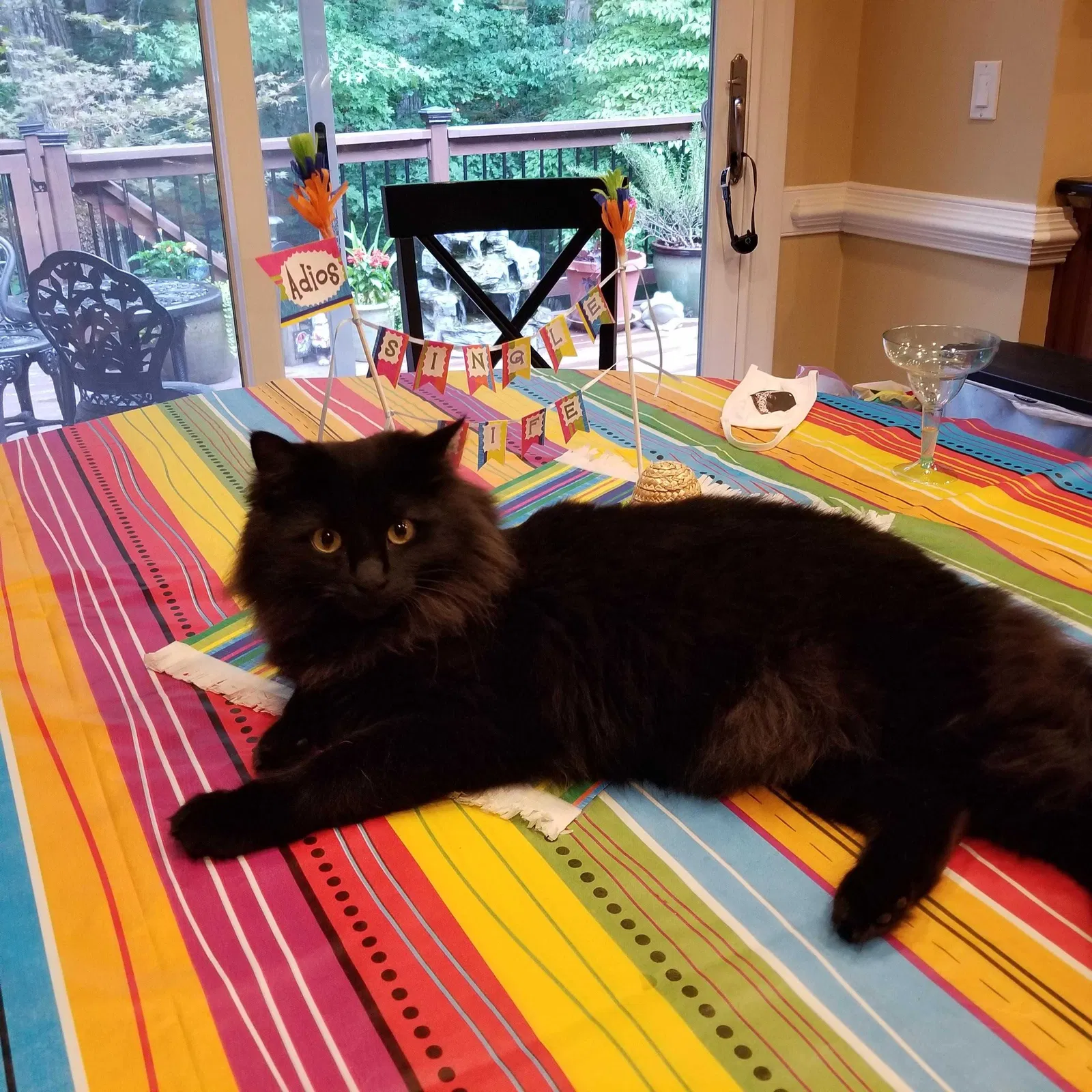Lost cat in Roswell, GA, 30076
