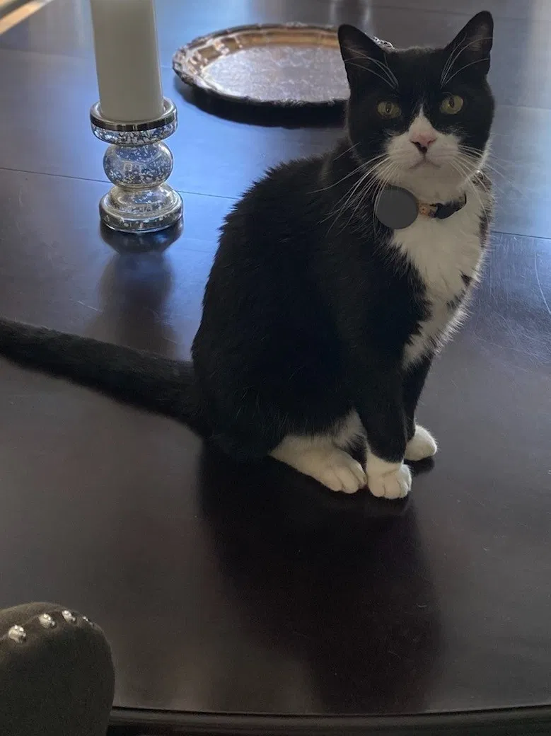 Lost cat in Roswell, GA, 30076