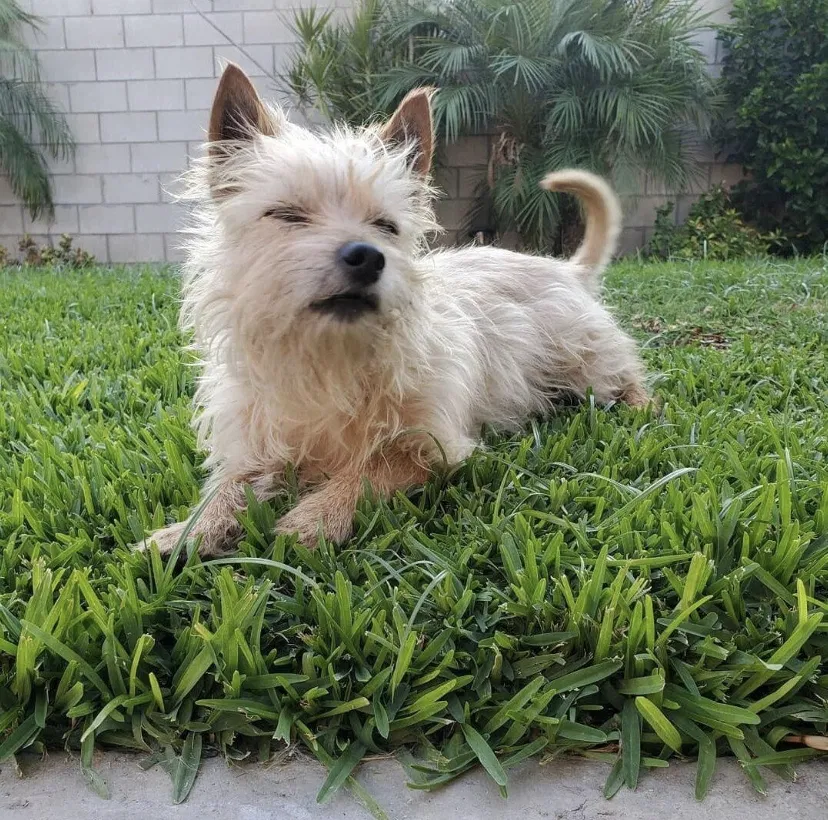 Lost dog in Duarte, CA, 91010