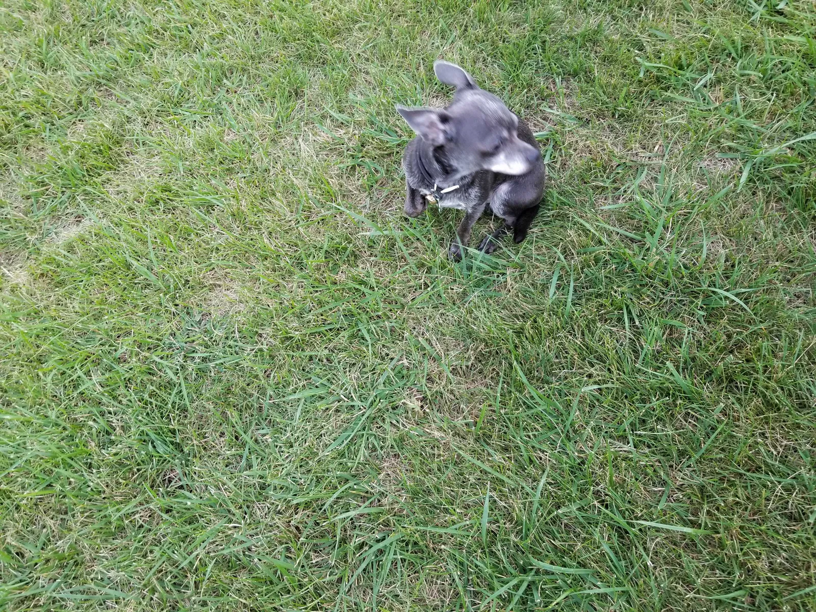 Lost dog in Pittsboro, IN, 46167