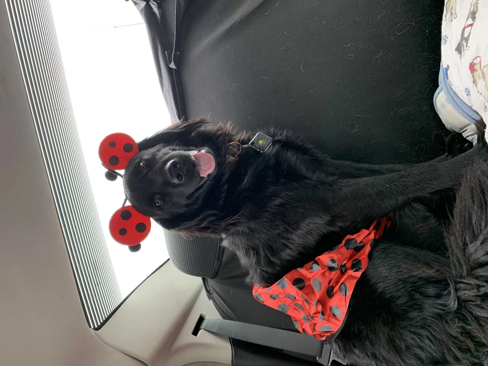 Lost dog in Spokane, WA, 99216
