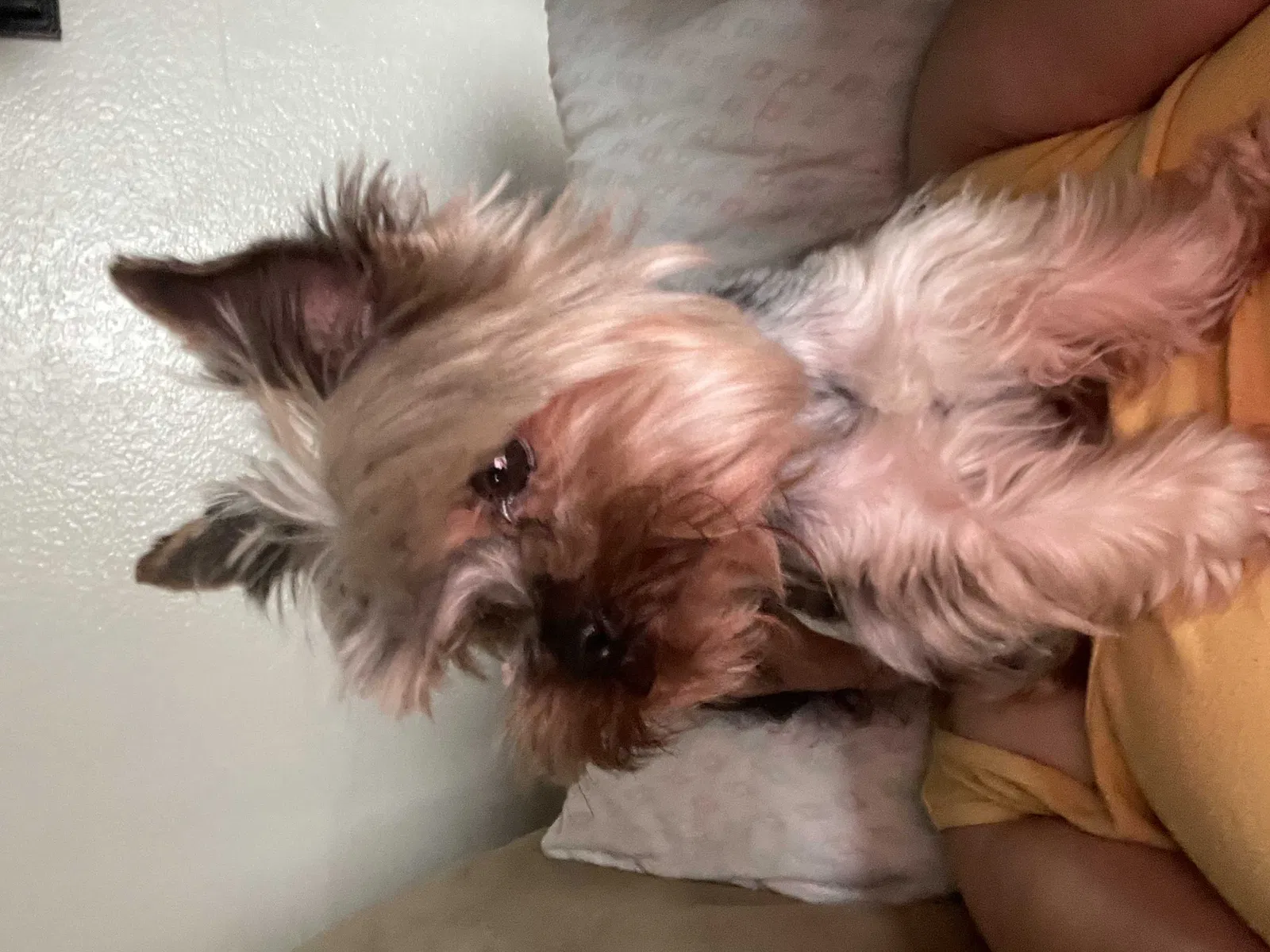 Lost dog in Moreno Valley, CA, 92557