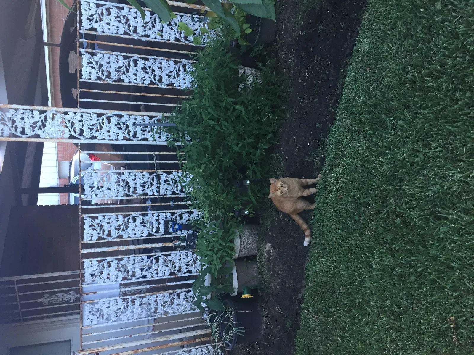 Lost cat in Houston, TX, 77015