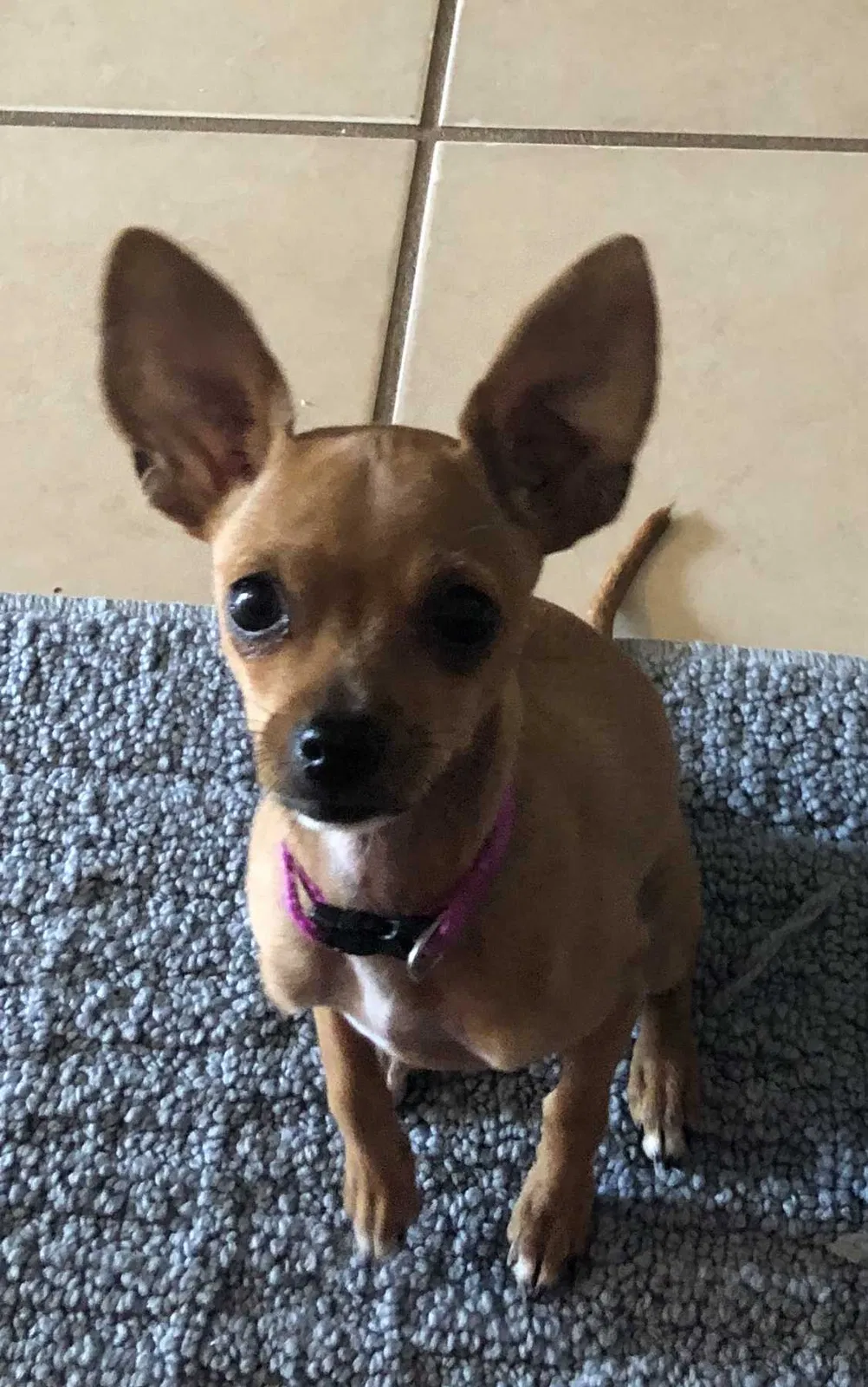 Lost dog in Mission, TX, 78573