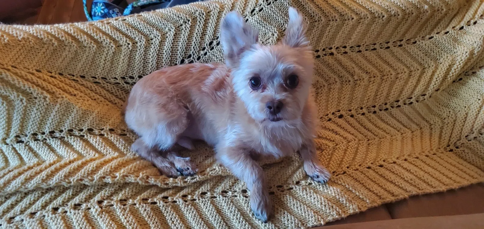 Lost dog in Marbury, AL, 36051
