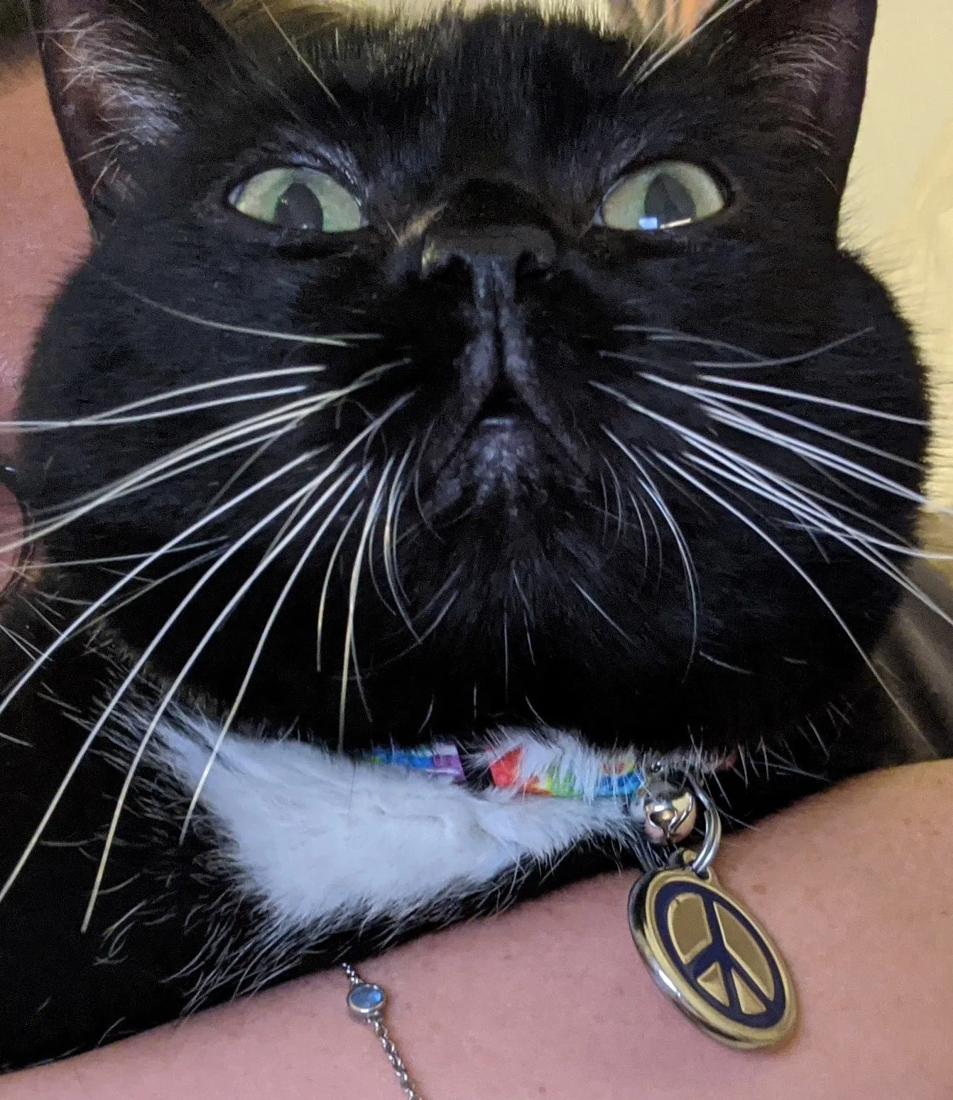Lost cat in Fort Myers, FL, 33919