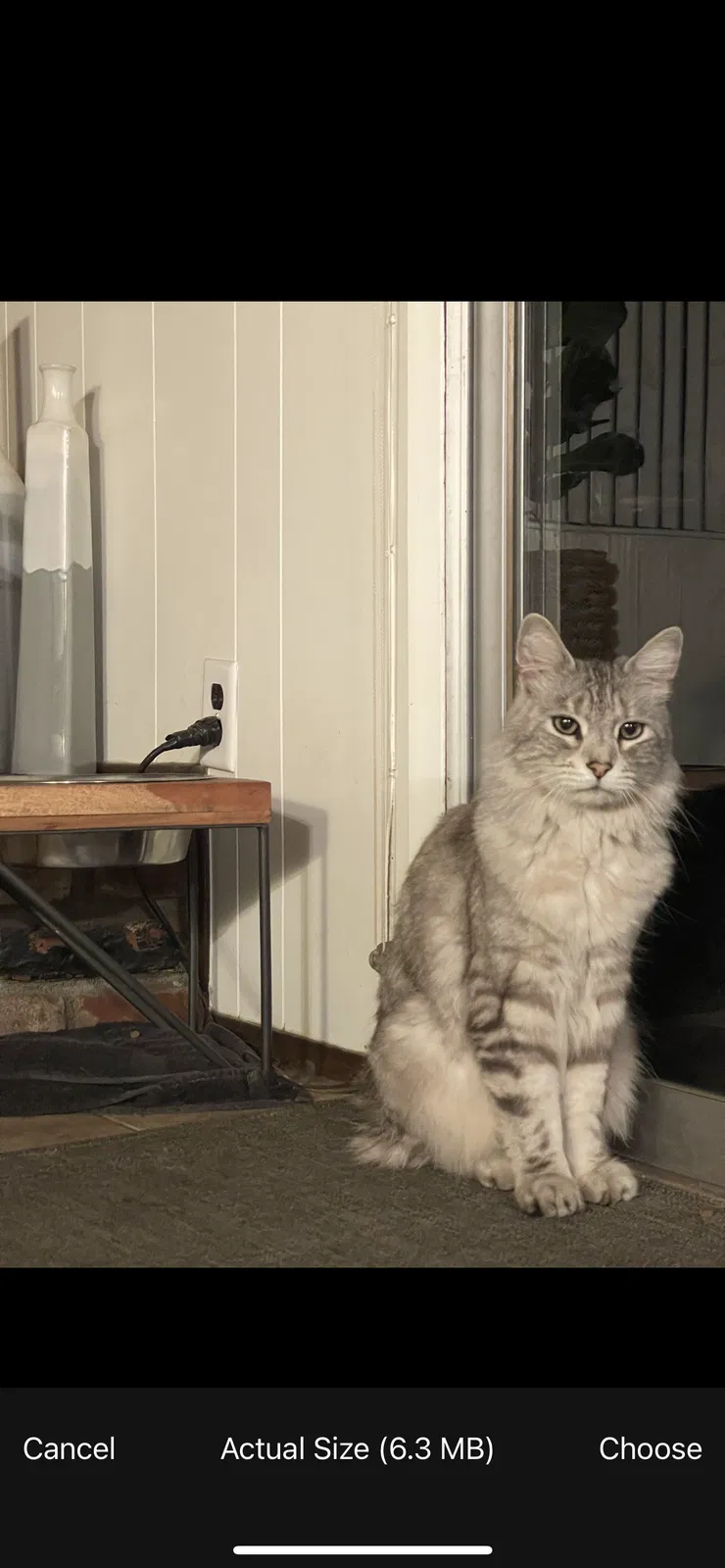 Lost cat in Upland, CA, 91786
