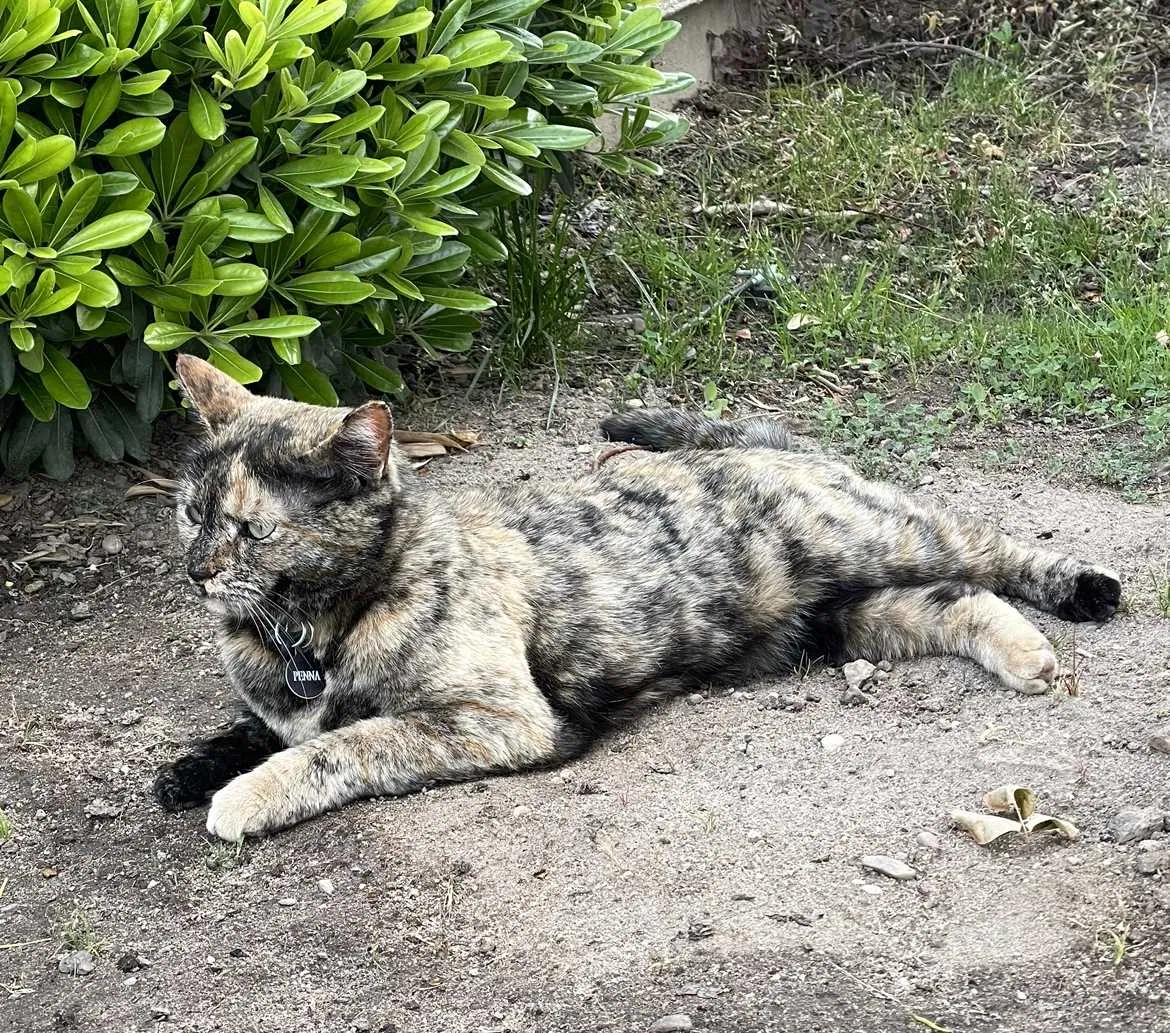 Lost cat in Modesto, CA, 95356