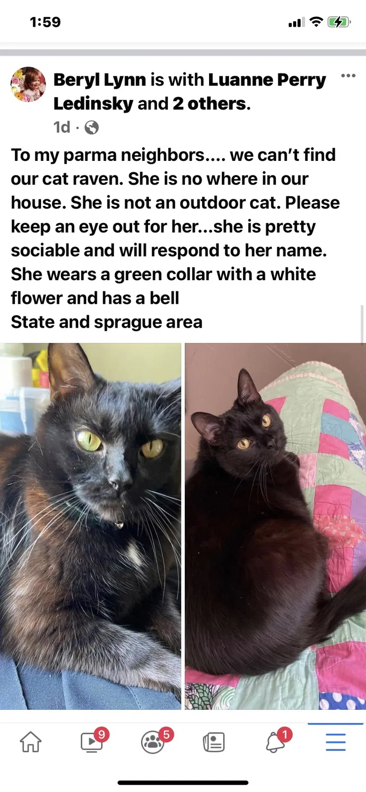 Lost cat in Cleveland, OH, 44134