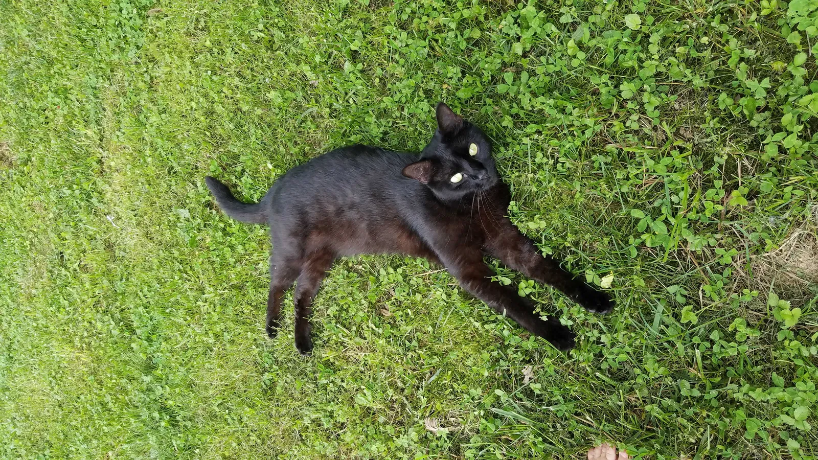Lost cat in Alcoa, TN, 37701