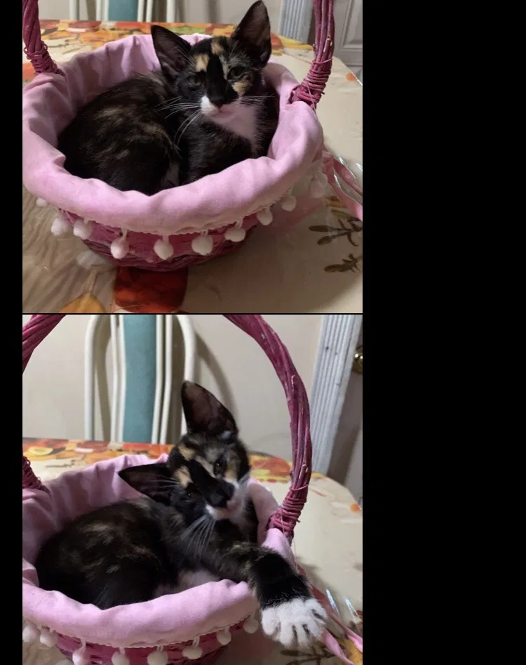 Lost cat in Indiantown, FL, 34956
