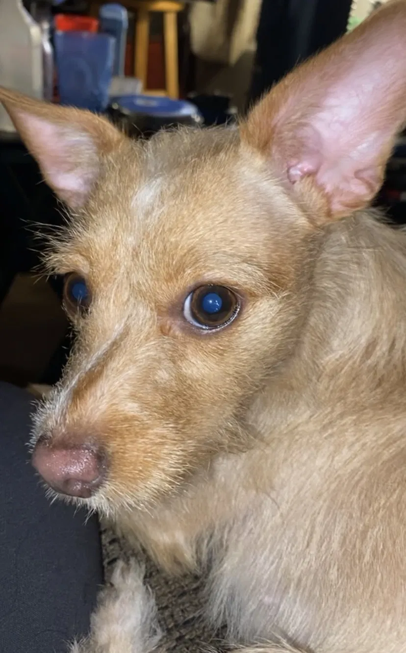 Lost dog in Buena Park, CA, 90621