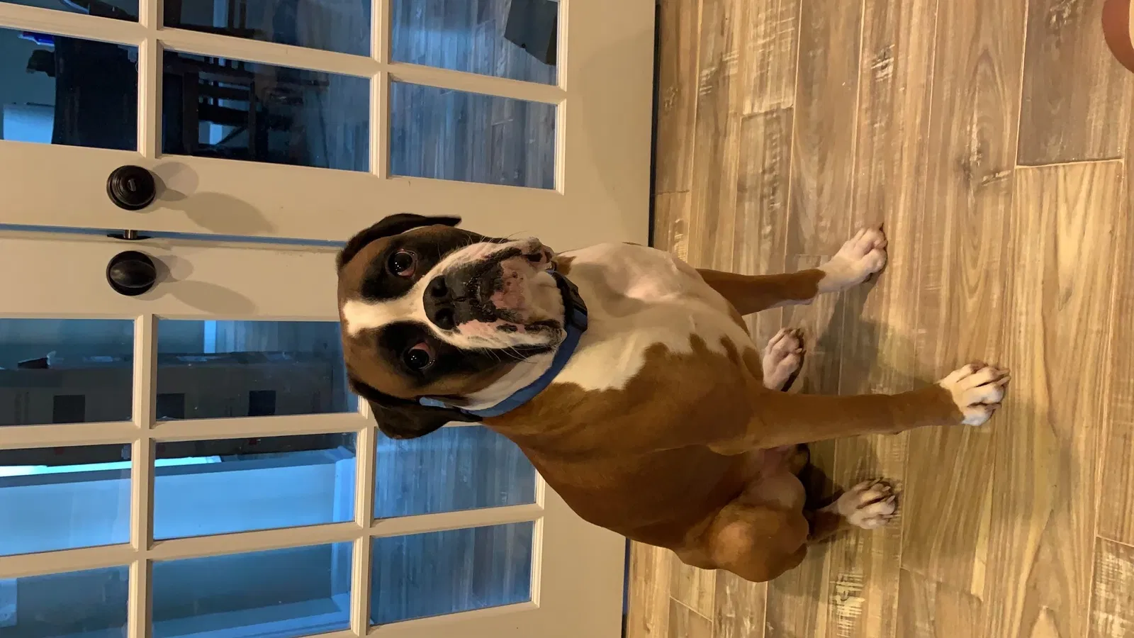Lost dog in Charleston, SC, 29406