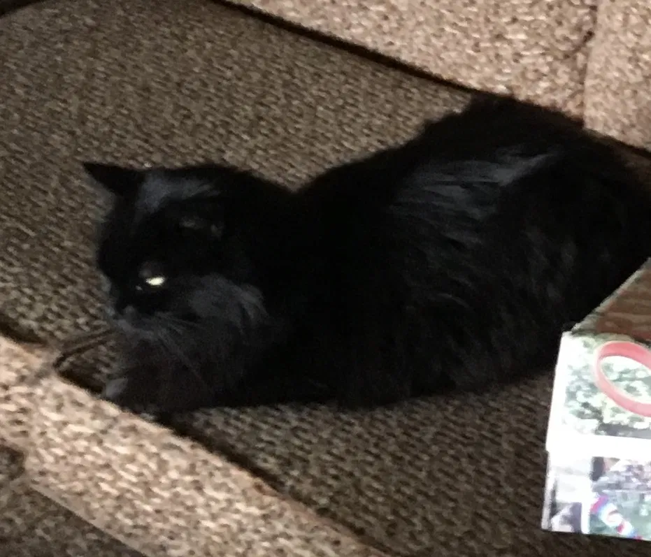 Lost cat in Eugene, OR, 97402