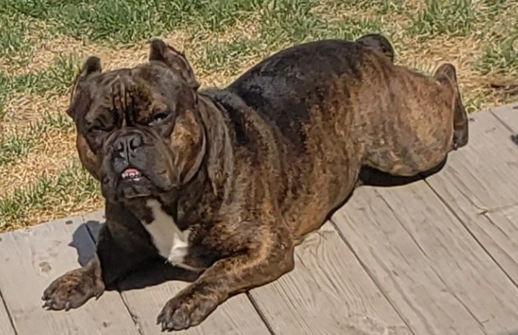 Lost dog in North Salt Lake, UT, 84054