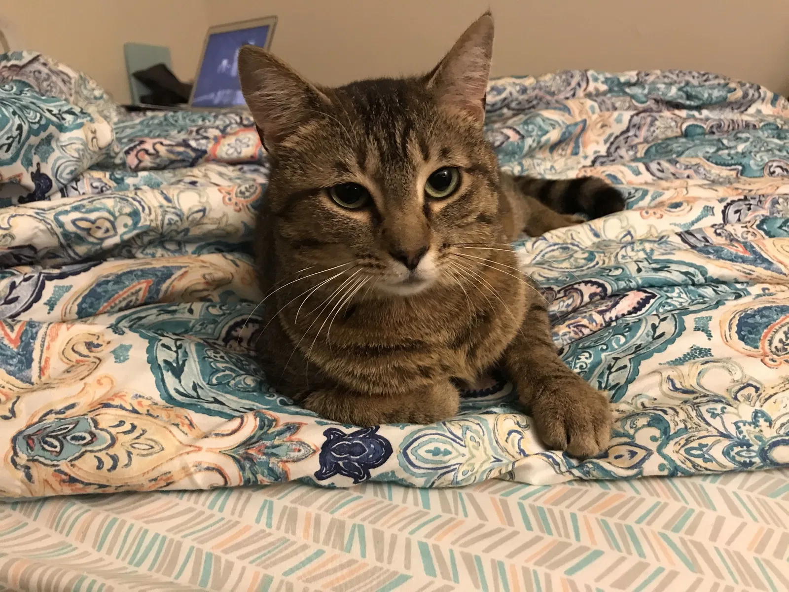 Lost cat in Saint Louis, MO, 63116
