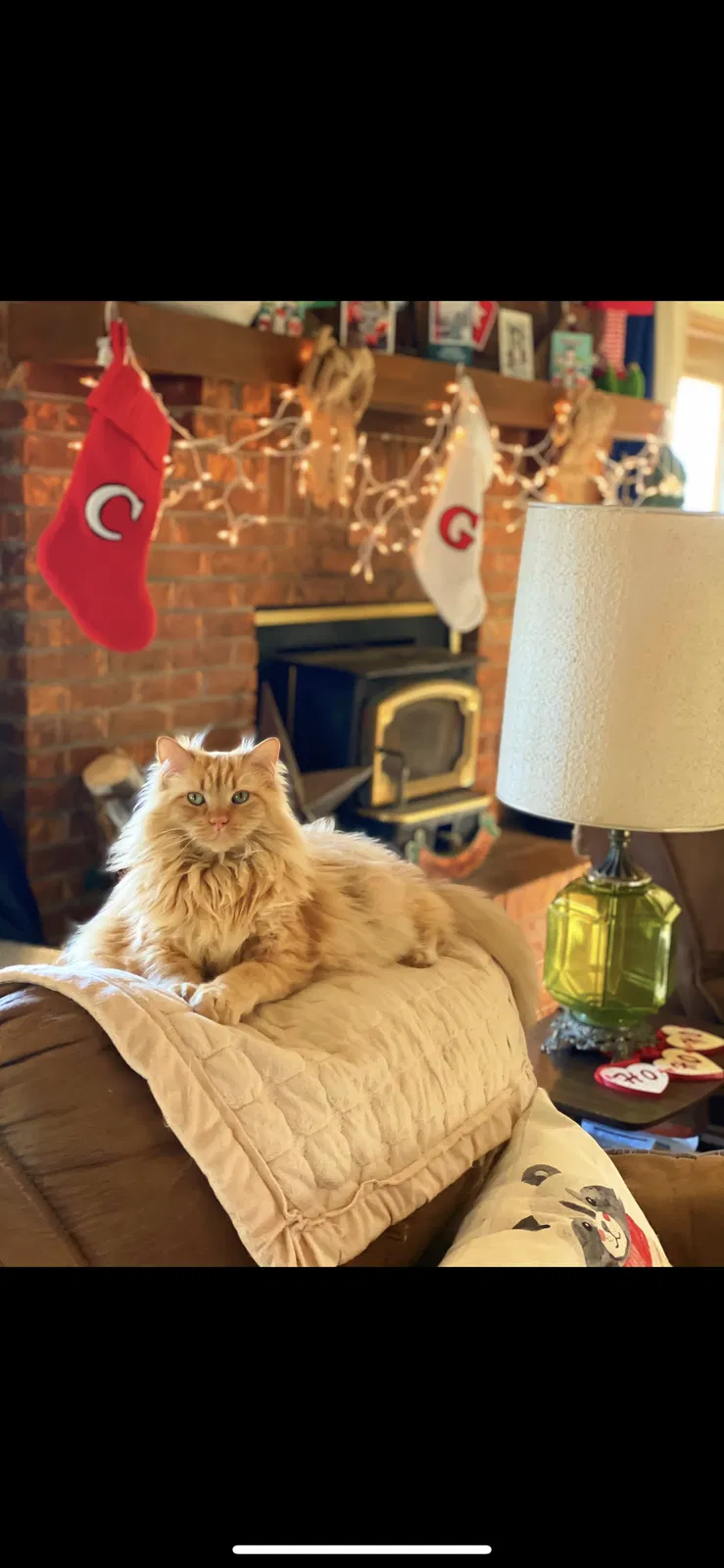 Lost cat in Wichita, KS, 67228