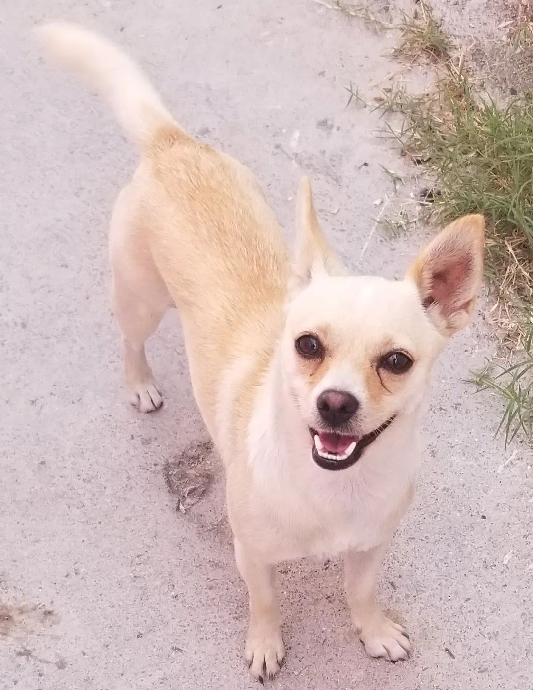 Lost dog in Los Angeles, CA, 90003