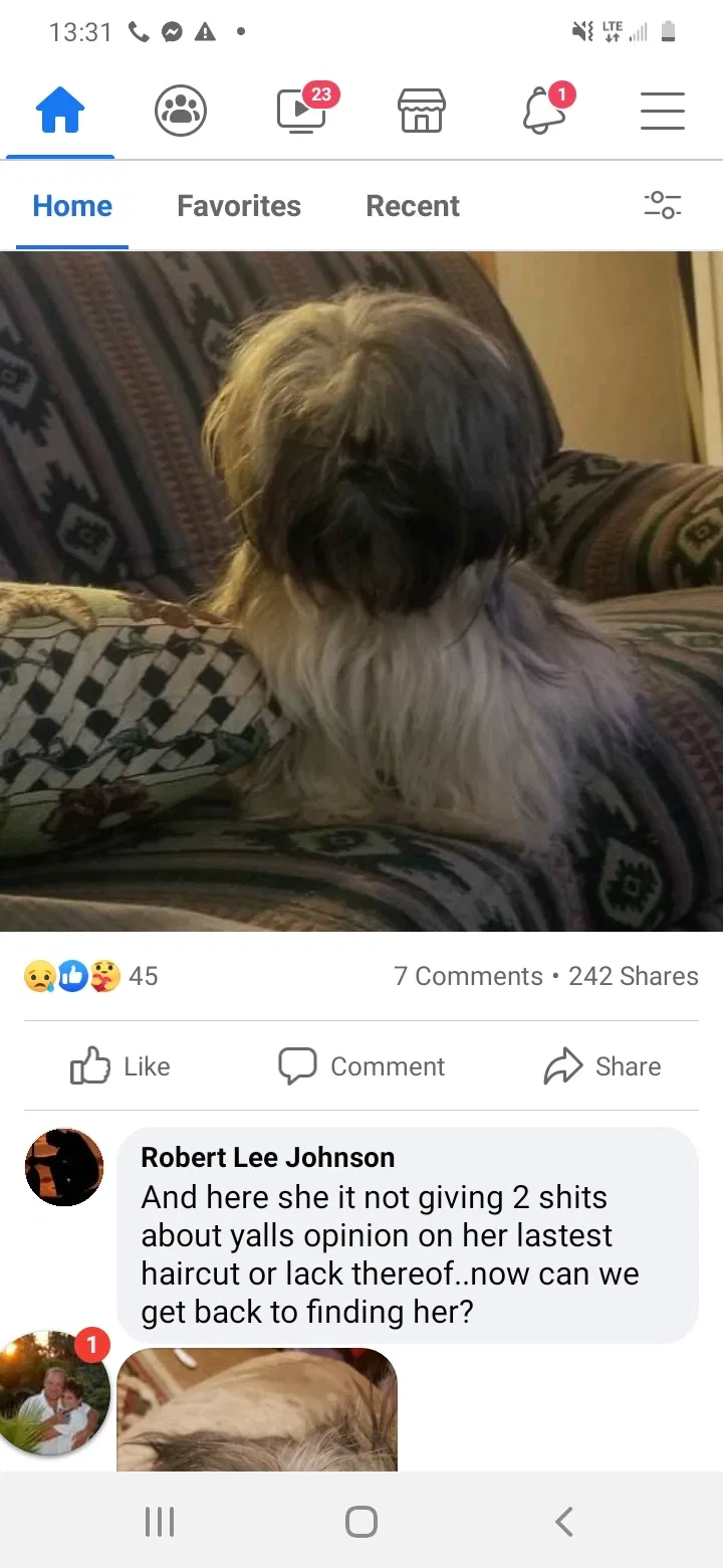 Lost dog in Bryson City, NC, 28713