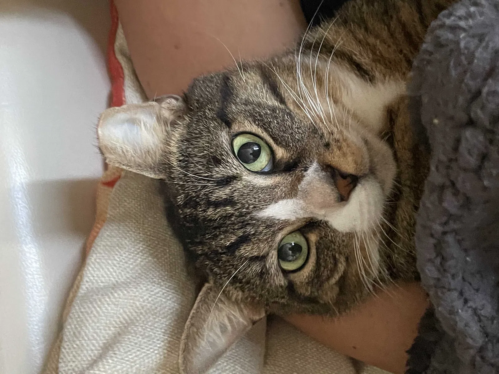 Lost cat in Saint Petersburg, FL, 33705