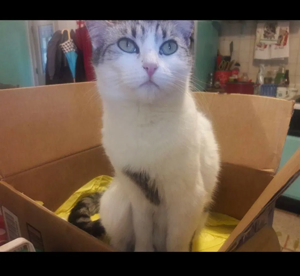 Lost cat in Westminster, CO, 80030