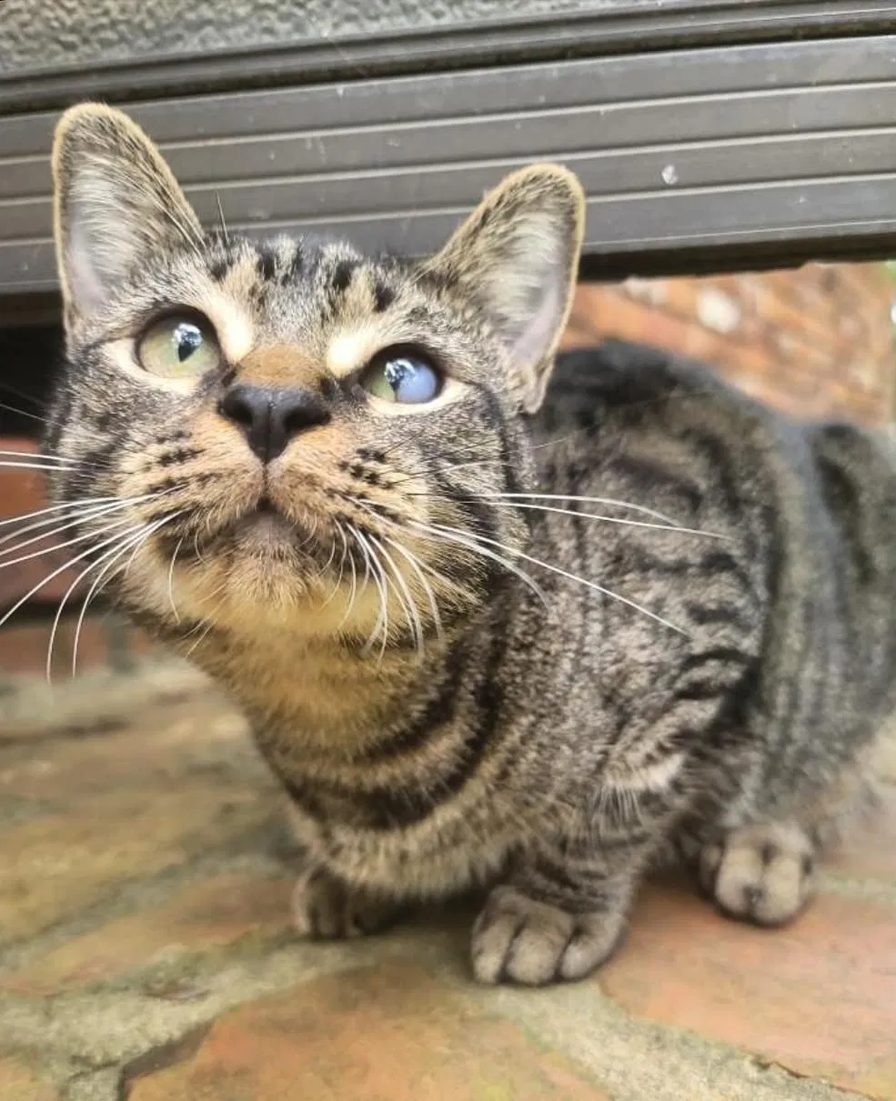 Lost cat in Atlanta, GA, 30316