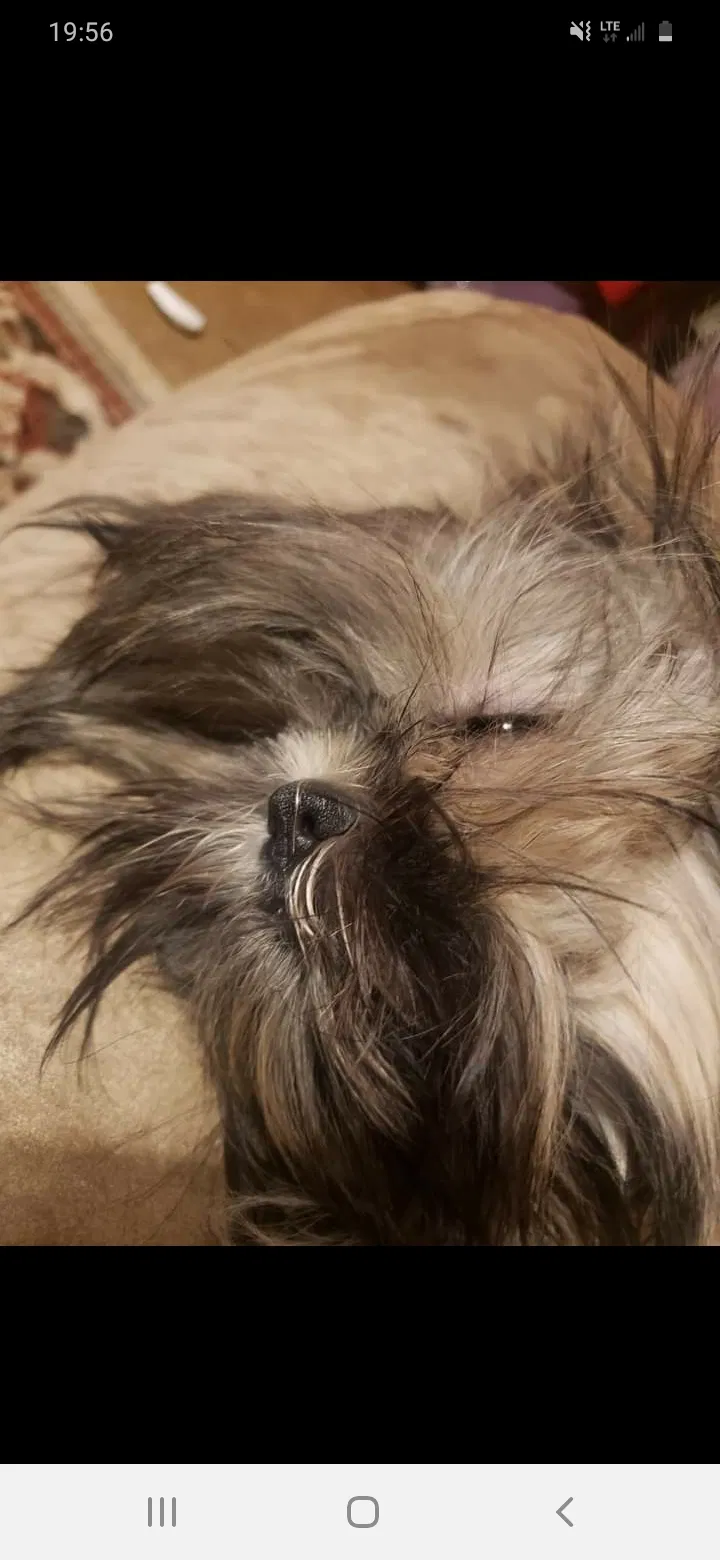 Lost dog in Bryson City, NC, 28713