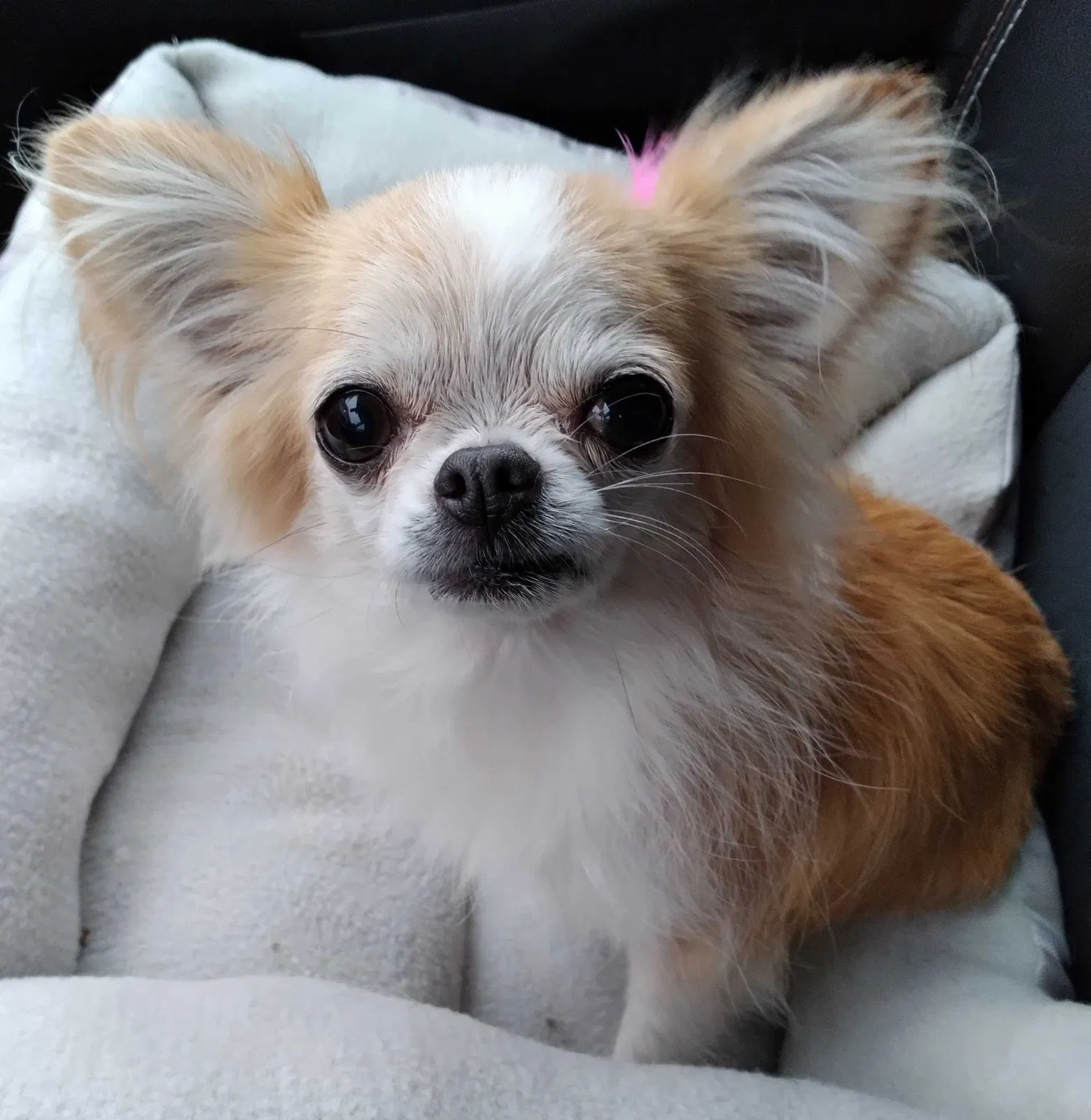 Lost dog in Jonesboro, AR, 72401