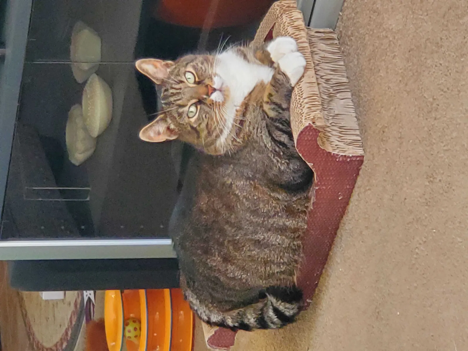Lost cat in Levittown, PA, 19055