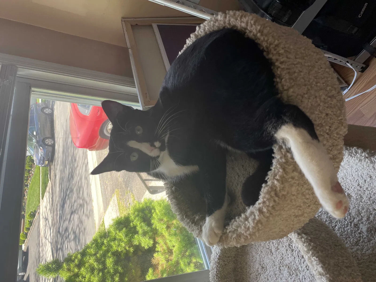 Lost cat in Roselle Park, NJ, 7204