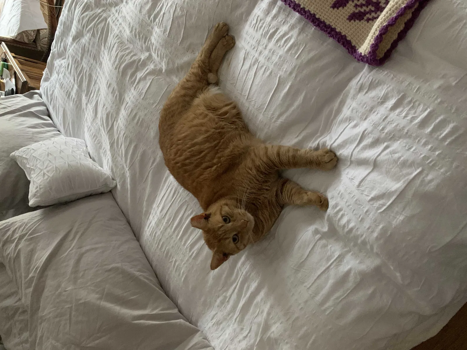 Lost cat in Dover, NJ, 7801