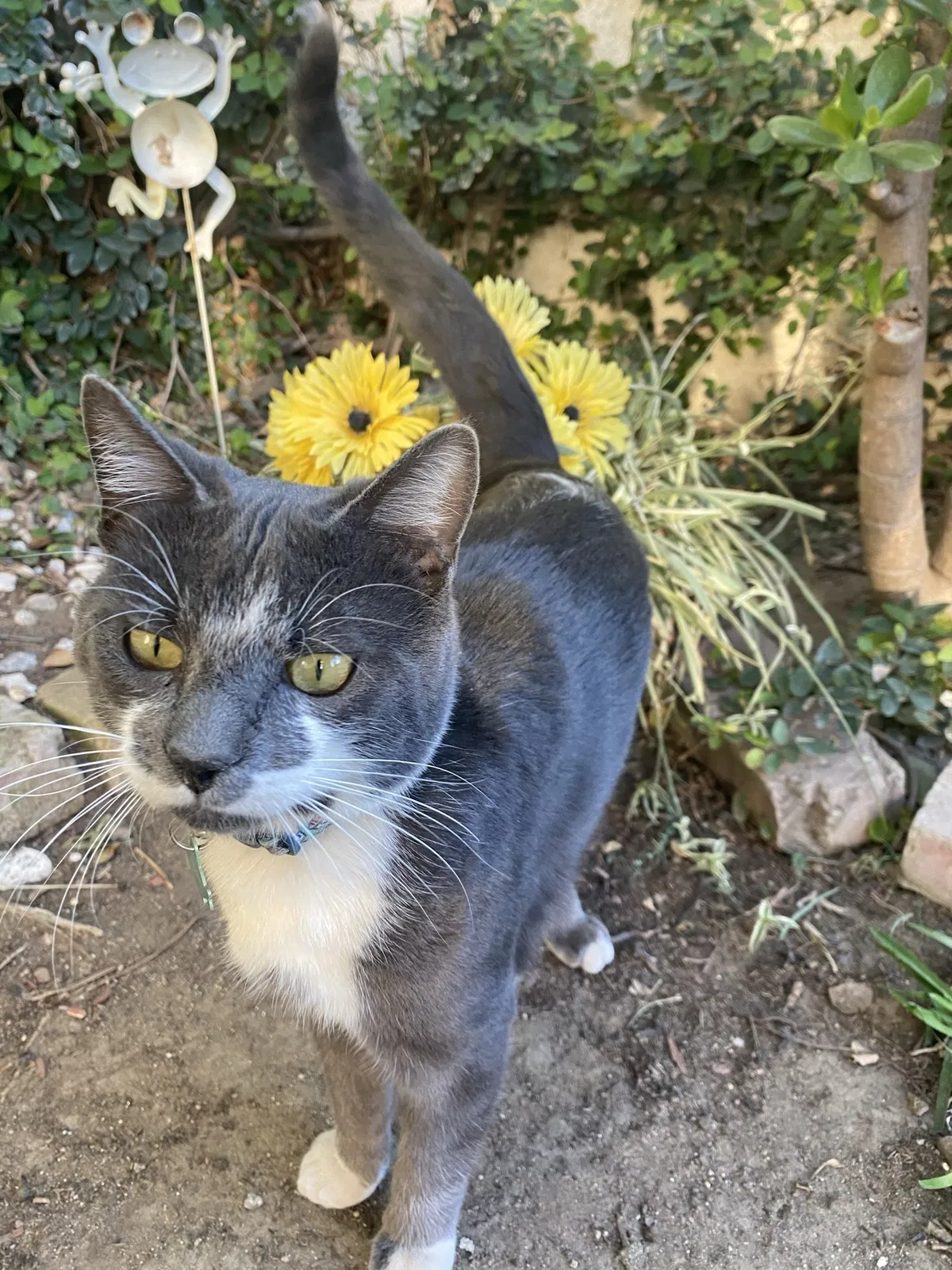 Lost cat in Fontana, CA, 92337