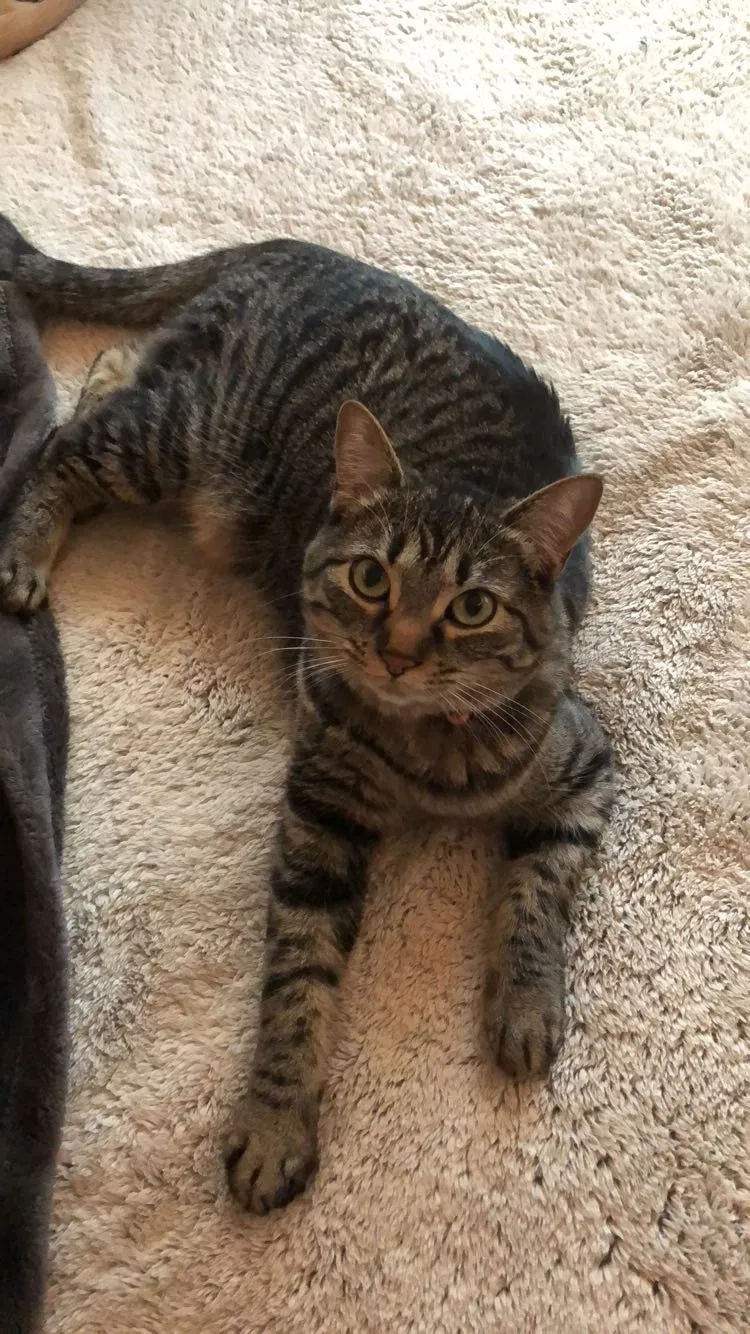 Lost cat in Elk River, MN, 55330