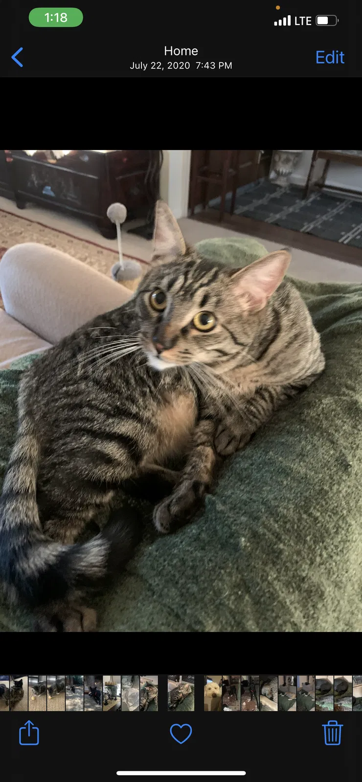 Lost cat in Orangevale, CA, 95662