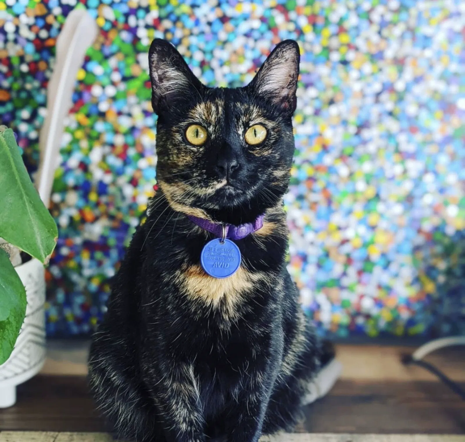 Lost cat in Fallbrook, CA, 92028