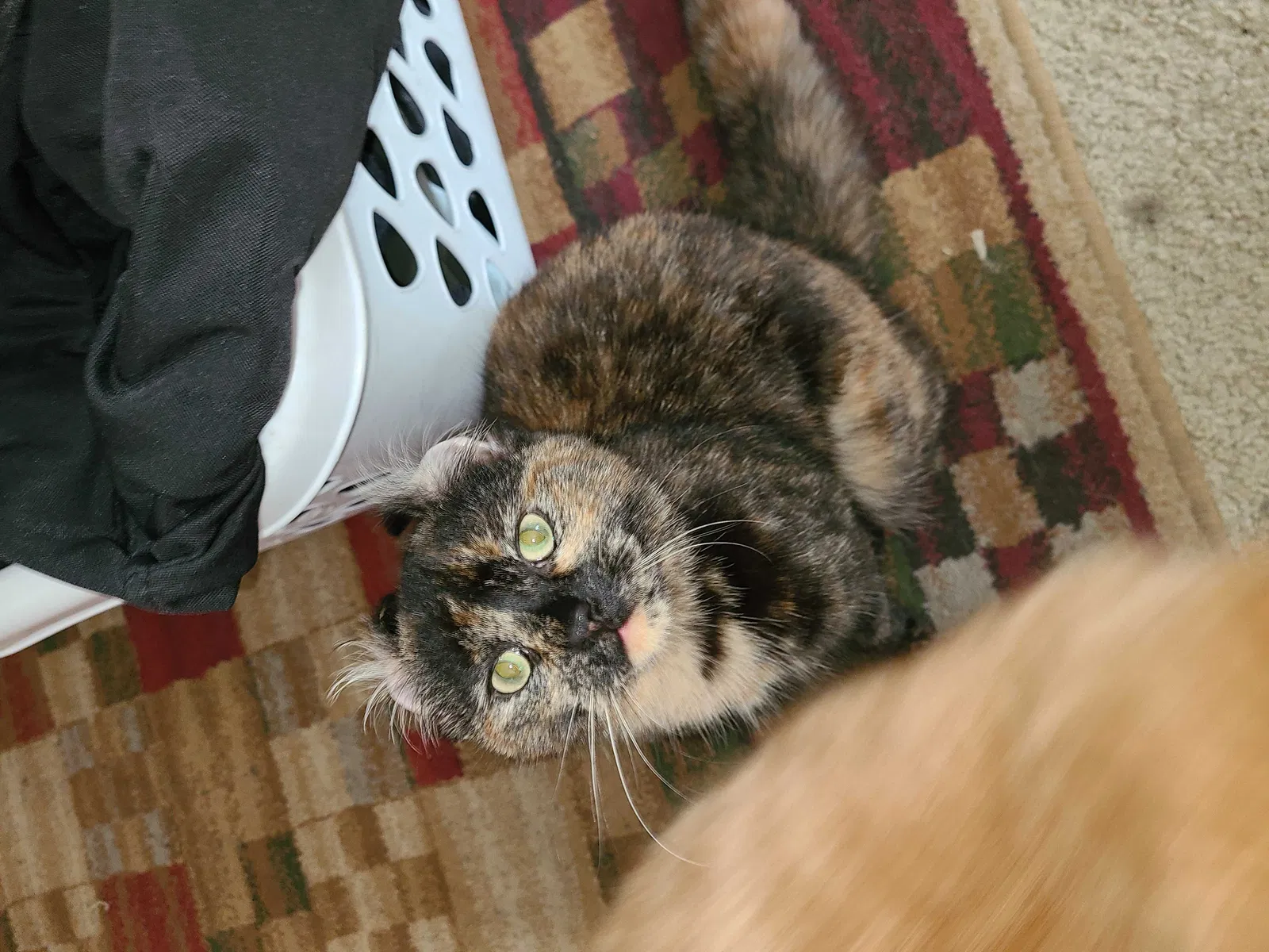 Lost cat in Celina, OH, 45822