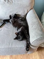Lost cat in Sioux Falls, SD, 57106