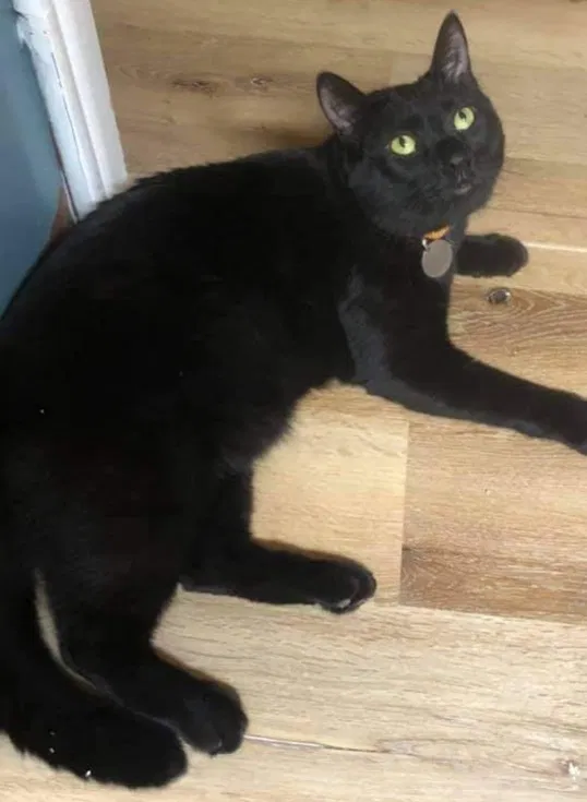 Lost cat in Rochester, NY, 14606
