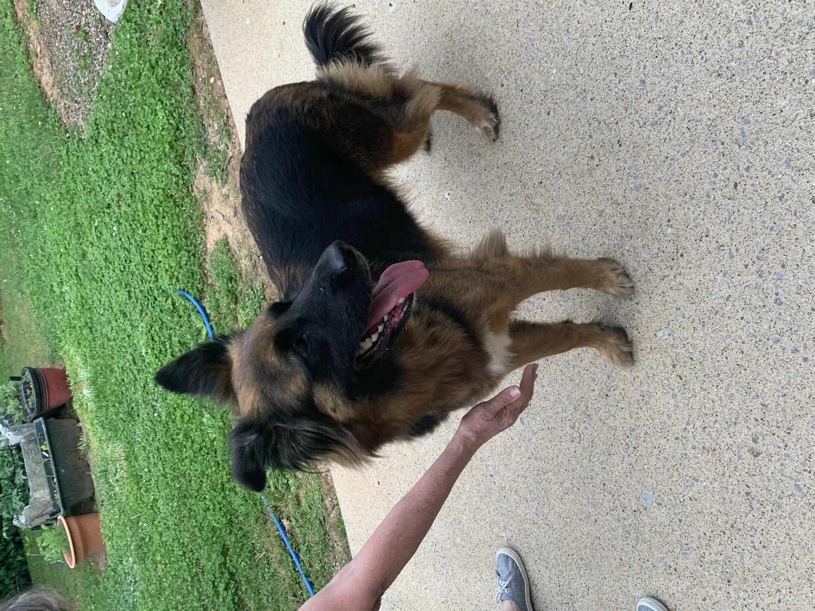 Found dog in Murfreesboro, TN, 37128