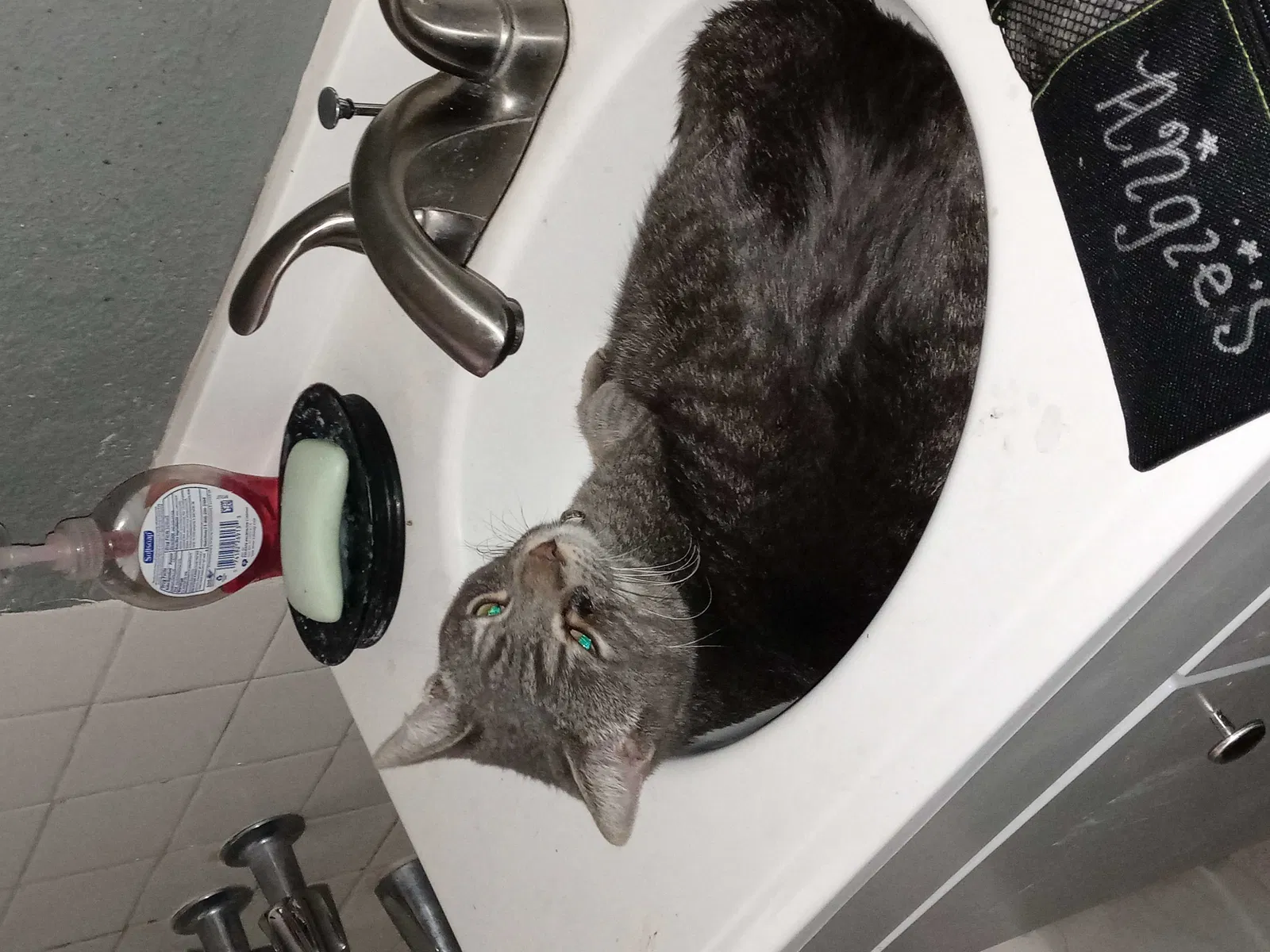 Lost cat in Riverside, CA, 92505