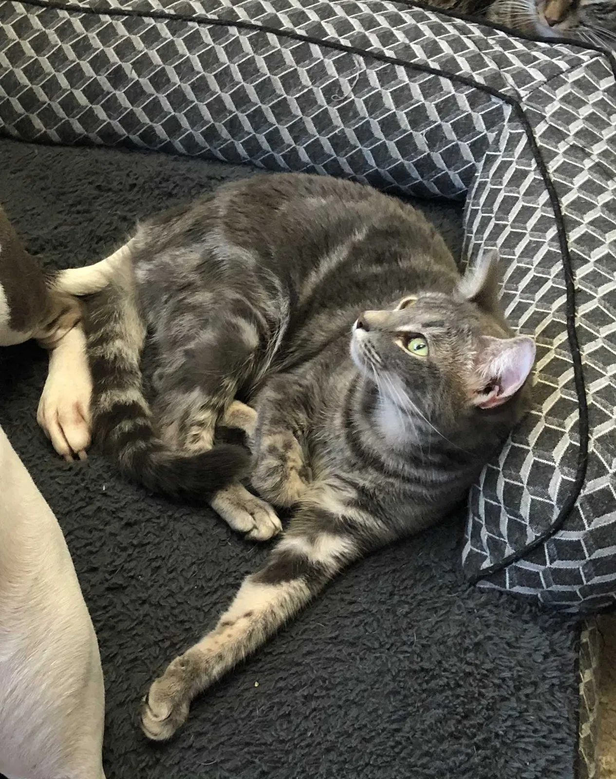 Lost cat in Saint Petersburg, FL, 33716
