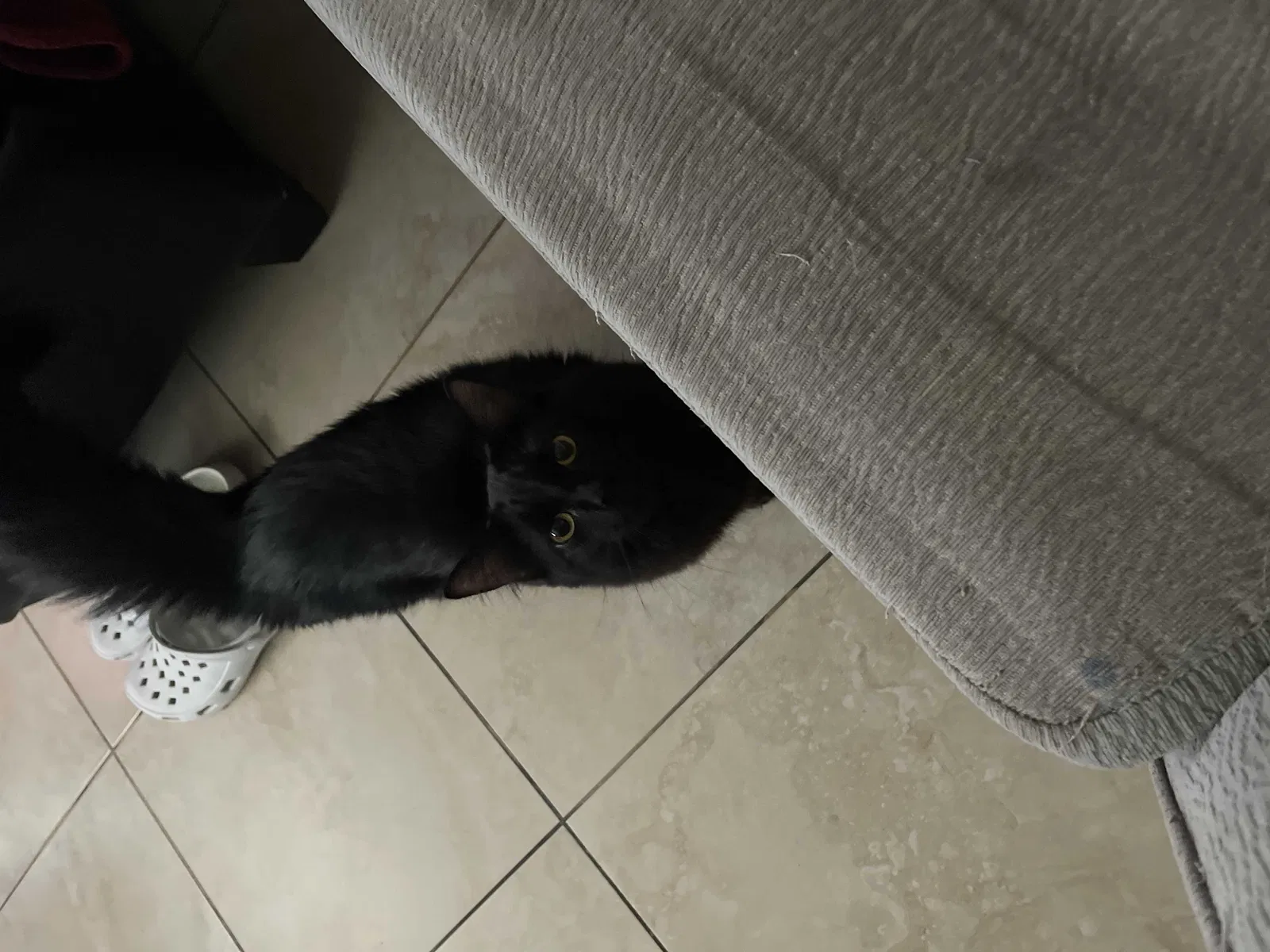 Lost cat in Costa Mesa, CA, 92627