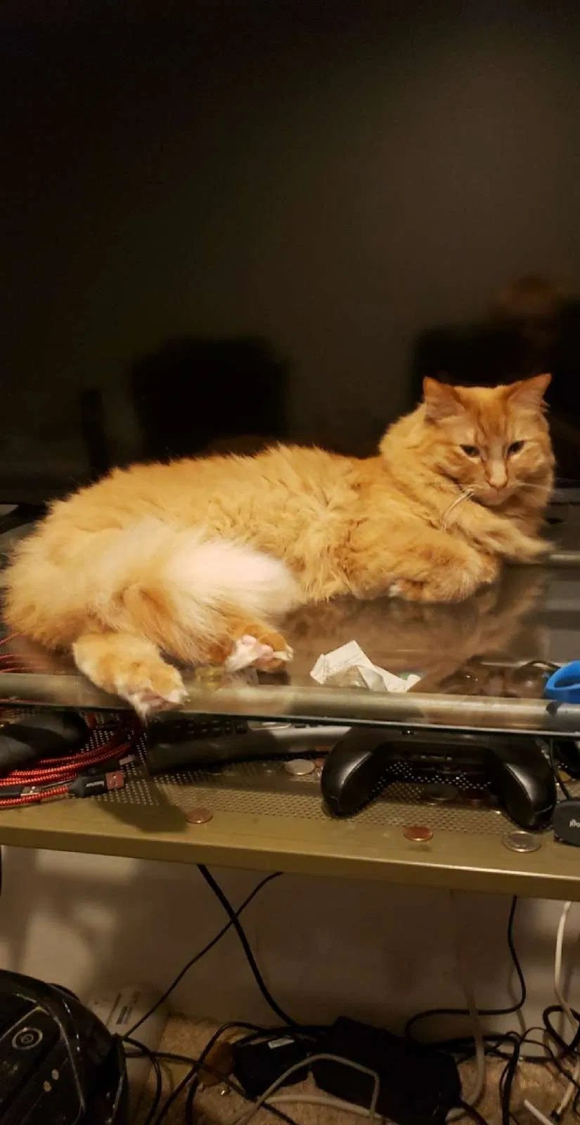 Lost cat in Kansas City, MO, 64119