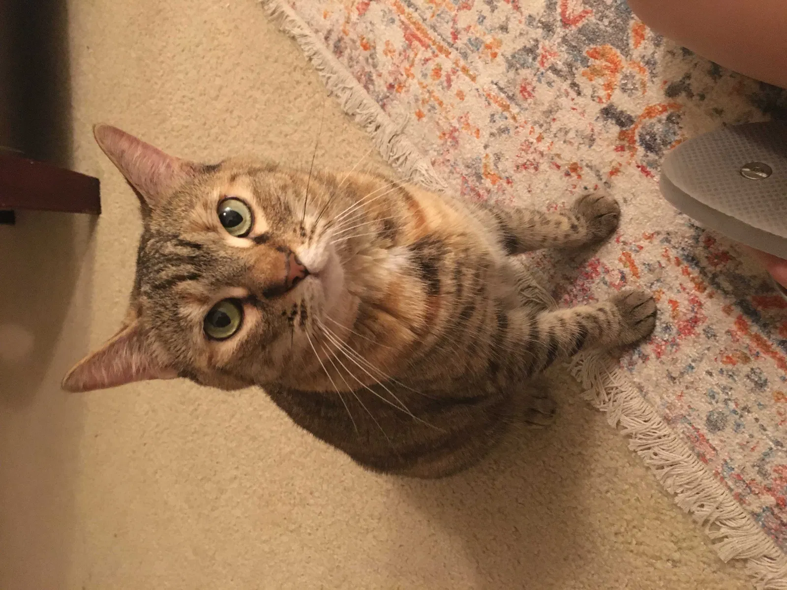 Lost cat in Newtown Square, PA, 19073