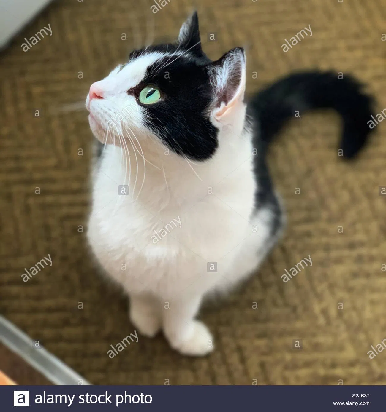 Lost cat in Albuquerque, NM, 87123