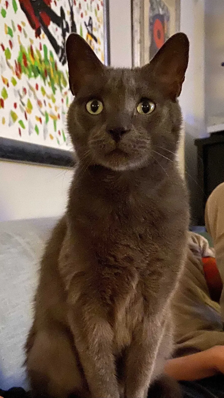 Lost cat in Marietta, GA, 30068