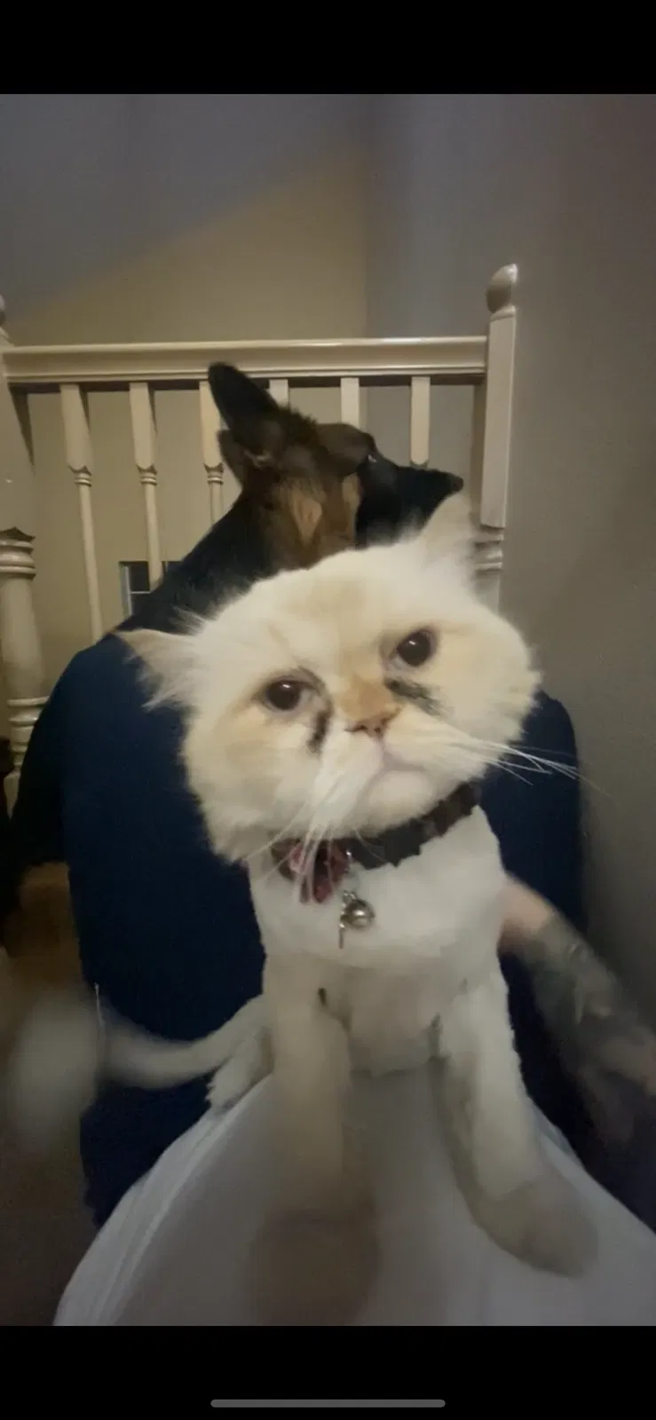 Lost cat in Las Vegas, NV, 89129