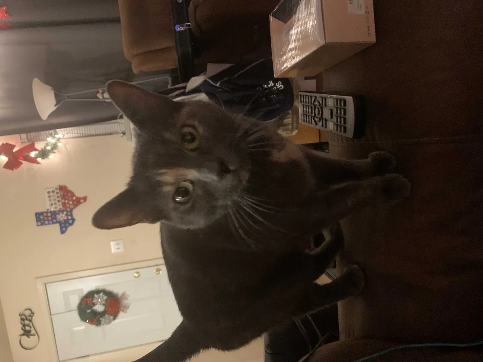 Lost cat in Allen, TX, 75002